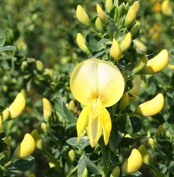 Gelbe Blüte einer Geißklee Pflanze