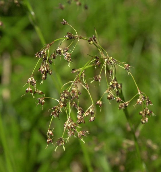 Nahaufnahme von Rispen-Hainsimse