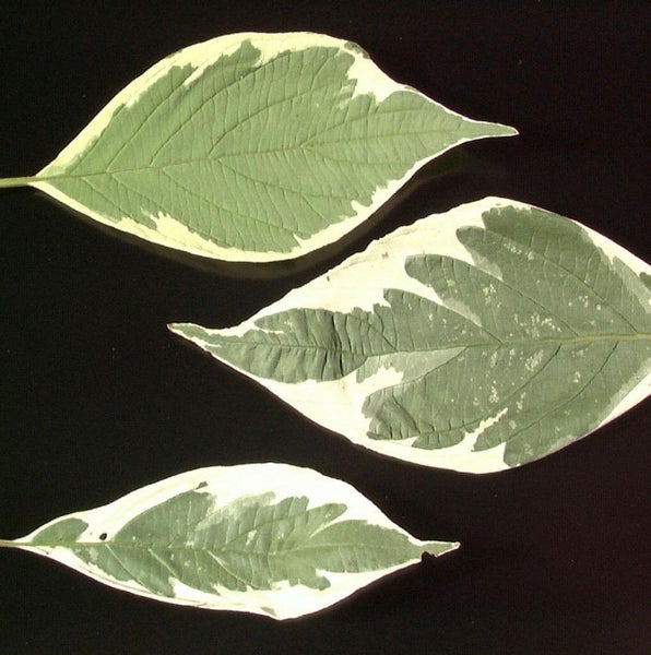 Drei Blätter des panaschierten Hartriegels