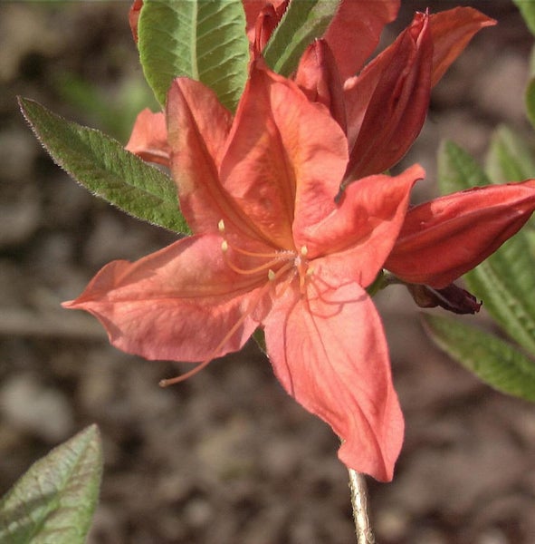 Nahaufnahme einer Azaleenblüte