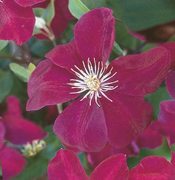 Nahaufnahme einer purpurroten Waldrebe mit weißen Staubgefäßen.
