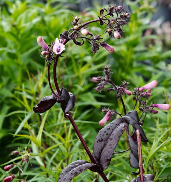Aufrechte Purpur-Glockenblume mit Blüten und Blättern im Garten