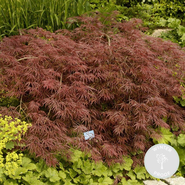 Bloomique - Acer Palmatum Garnet - Japanischer Ahorn - Dunkelrotes Laub - Gartenpflanzen - Winterhart - 50-70 cm Hoch - Topf 19 cm