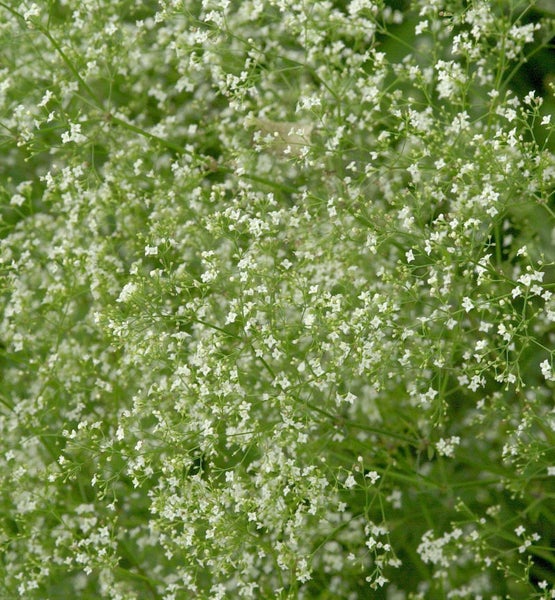 Nahaufnahme von Gypsophila-Blüten