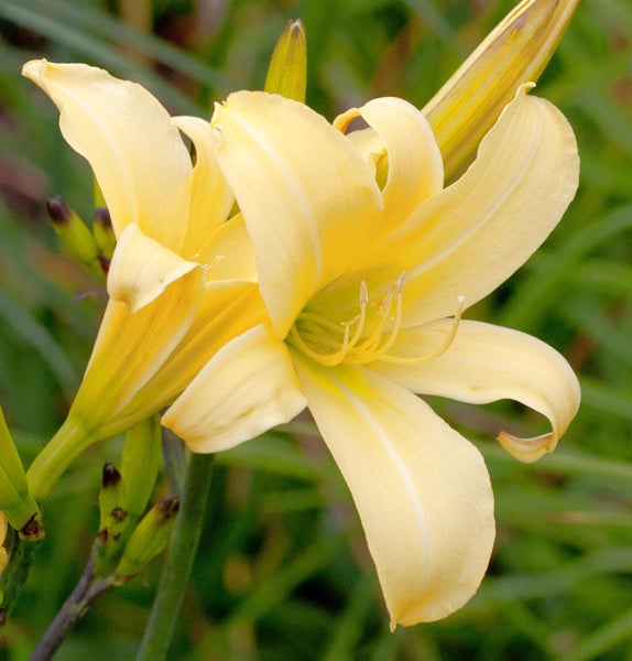 Gelbe Taglilienblüten im Detail