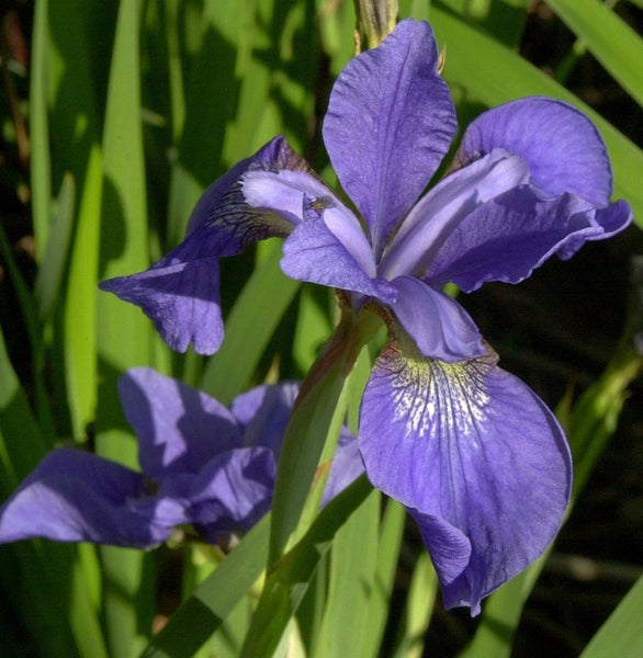 Nahaufnahme einer lila Schwertlilienblüte im Garten