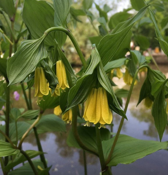 Gelbe Salomonssiegelblüten mit grünen Blättern im Garten
