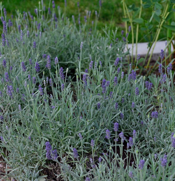 Lavendel Pflanzen im Gartenbeet