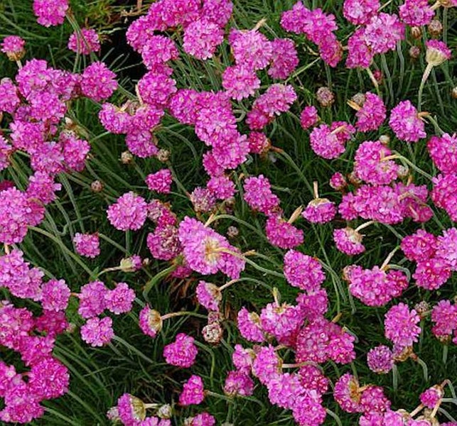 Strandnelken mit zahlreichen Blüten