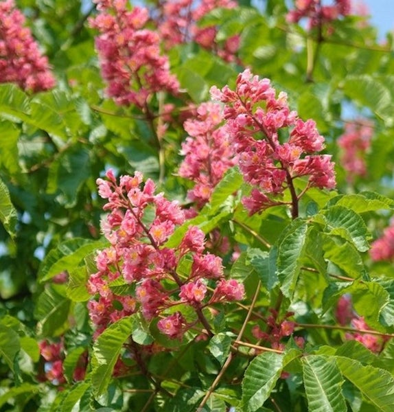 Rosskastanie mit rosa Blüten und grünen Blättern