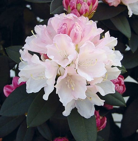 Nahaufnahme einer Rhododendronblüte mit Blättern