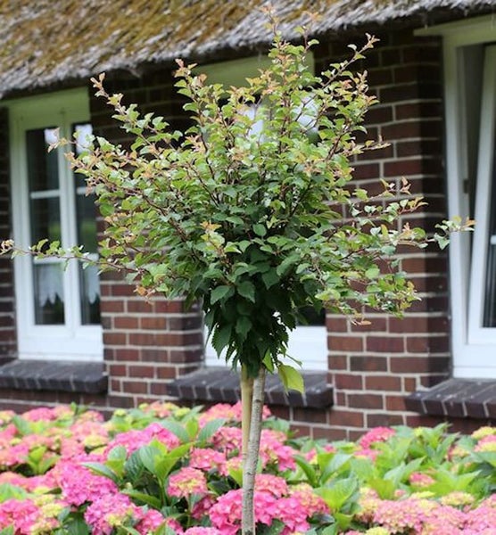 Hainbuche als Formgehölz im Garten mit Blumenbeet