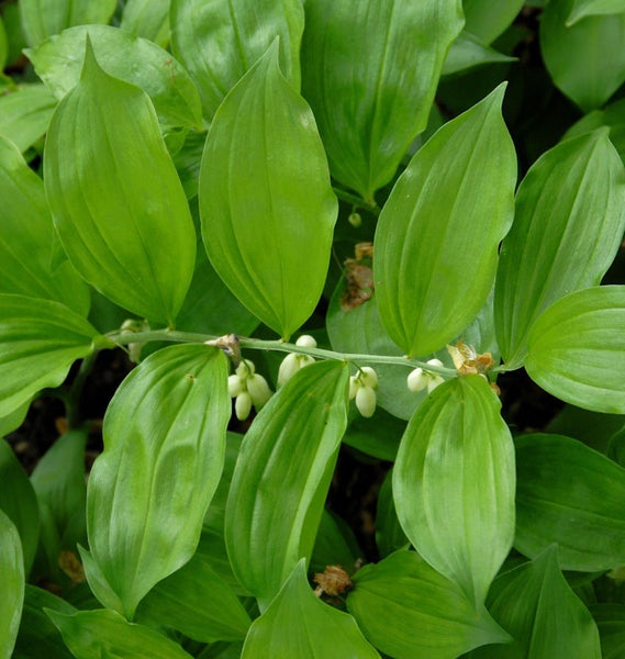 Nahaufnahme einer Vielblütigen Weißwurz Pflanze