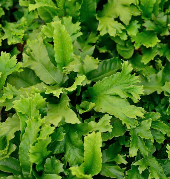 Nahaufnahme von Hirschzungenfarnblättern