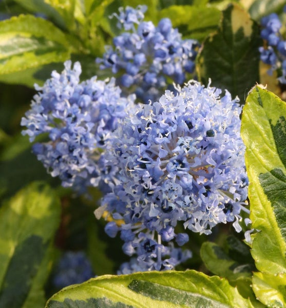 Nahaufnahme von Säckelblumenblüten mit Blättern