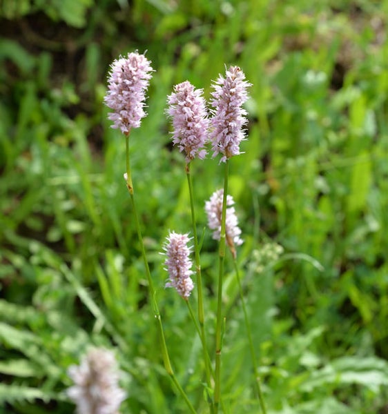 Knöterichblüten auf dem Feld