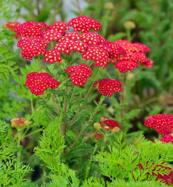 Schafgarbe mit roten Blütenständen und grünen Blättern.