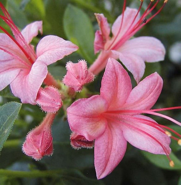Nahaufnahme von rosa Azaleenblüten mit roten Staubfäden