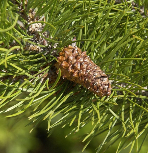 Zapfen an einem Nadelbaum