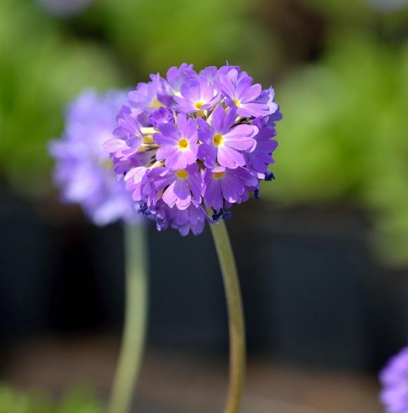 Kugelförmige Primelblüte mit violetten Blütenblättern und gelbem Zentrum.