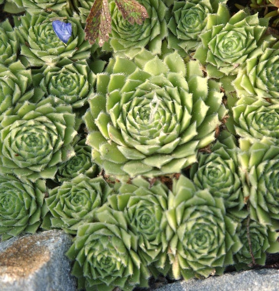 Nahaufnahme von Hauswurz-Pflanzen im Garten.