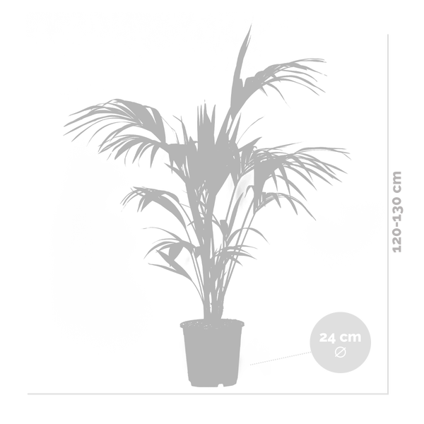 Bloomique - Howea Forsteriana - Kentia Palme - Zimmerpflanzen - Pflegeleicht - Haustierfreundlich - Höhe 120-130 cm - Topf 24 cm