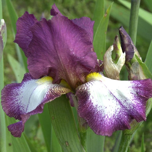 Nahaufnahme einer lila Schwertlilienblüte mit grünen Blättern