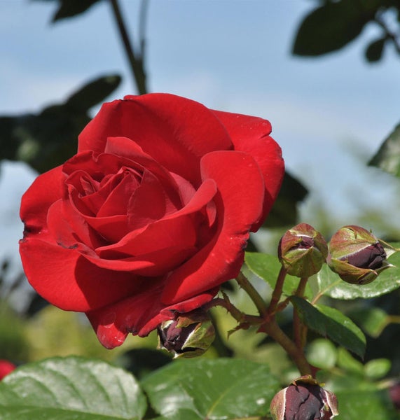 Nahaufnahme einer roten Rosenblüte mit Knospen.
