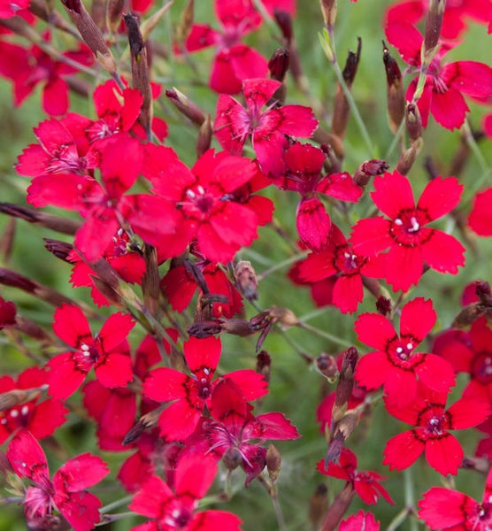 Nahaufnahme von roten Nelkenblüten.