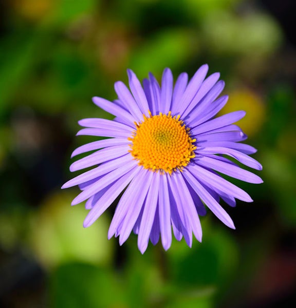Nahaufnahme einer einzelnen Asterblume mit gelber Mitte und blauvioletten Blütenblättern