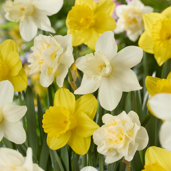 Bloomique - 15er-Mix - Narzisse - Narzisse - Blumenmischung für den ganzen Frühling - Farbmischung - Blumenzwiebeln - Frühlingsblüher - mehrjährige Pflanzen - wird 15-35 cm groß