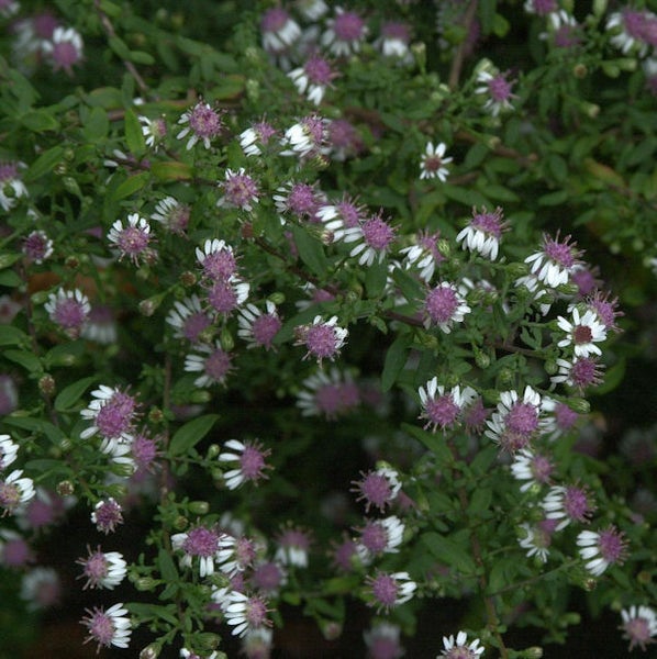 Nahaufnahme einer Strauchaster mit weißen und lilafarbenen Blüten.