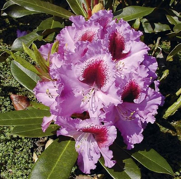 Nahaufnahme einer Rhododendronblüte mit Blüten und Blättern