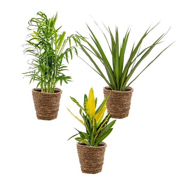 3x Tropischer Zimmerpflanzen-Mix inkl. Seegraskorb - Luftreinigend - ⌀12 cm - 25-40 cm
