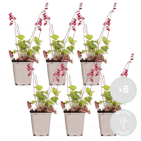 Sechs Heuchera-Pflanzen im Topf mit Winterfest-Symbol