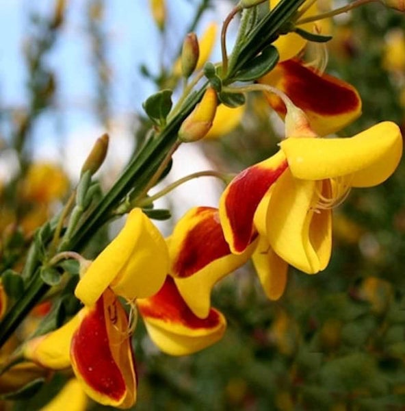 Blütenstände der Geissraute mit gelben und roten Blüten