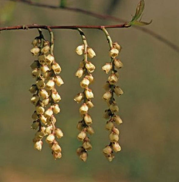 Nahaufnahme von hängenden Blütenständen an einem Zweig