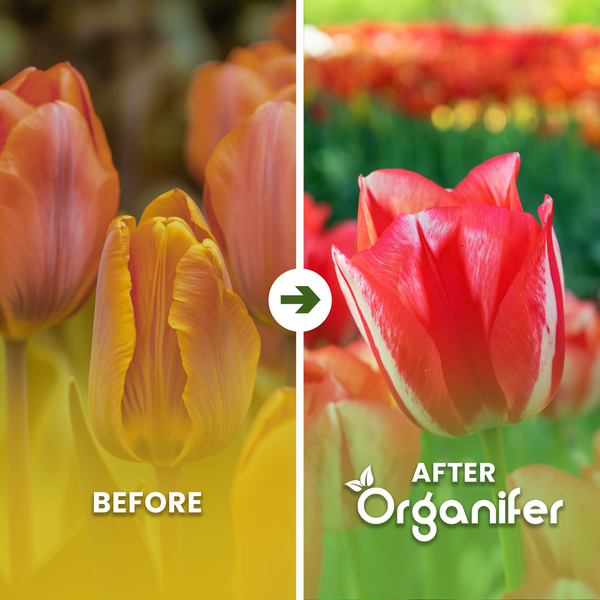 Vergleichsbild von Tulpen vor und nach der Anwendung von Organifer Blumendünger für ein gesundes Pflanzenwachstum.