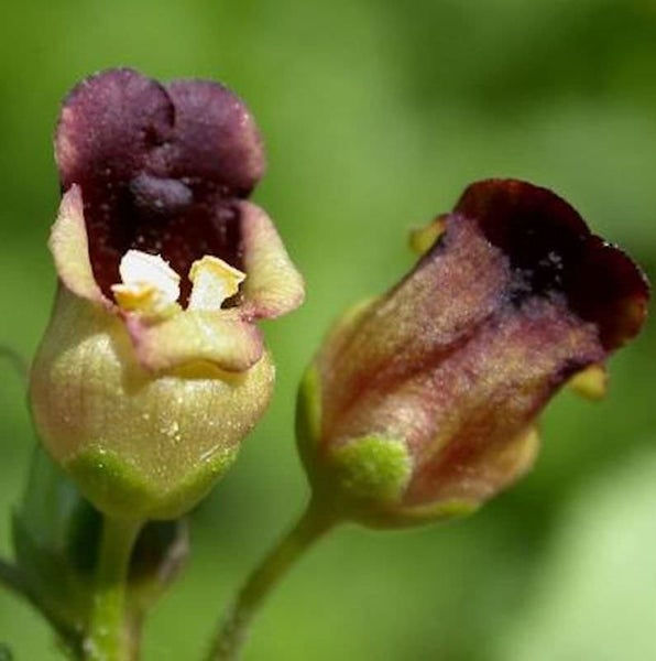Nahaufnahme von braunen Lappenblumen
