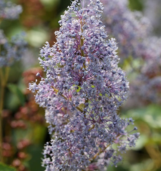 Detailaufnahme einer Säckelblume mit Blüten