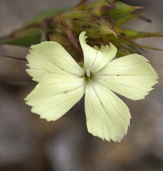 Nelkenblume mit fünf Blütenblättern