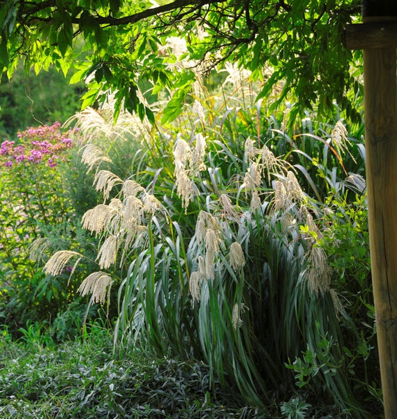 Gartenszene mit Ziergras und blühenden Pflanzen