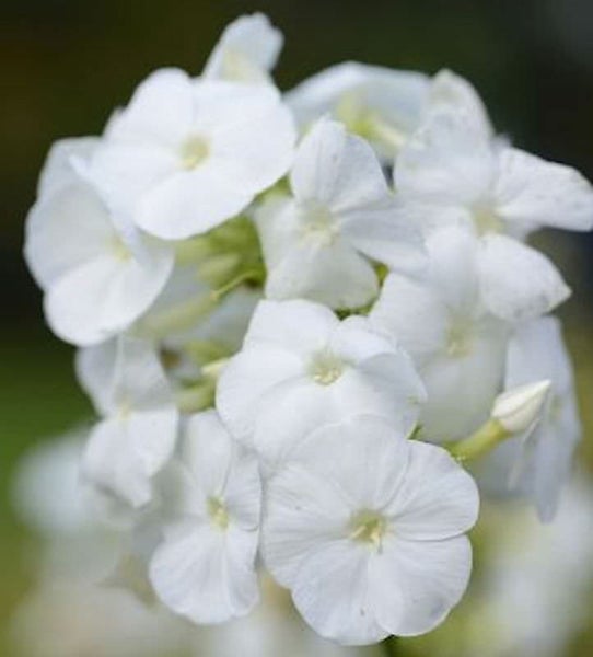Nahaufnahme einer Traube weißer Flammenblumen