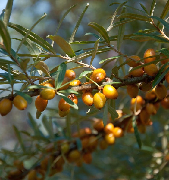 Zweig mit Sanddornbeeren und Blättern