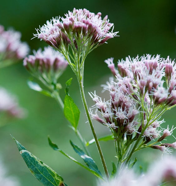 Nahaufnahme einer blühenden Wasserdost Pflanze