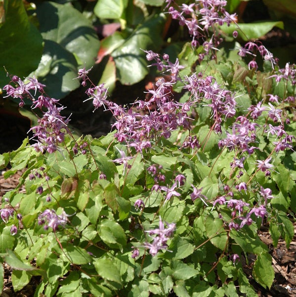 Elfenblume mit zarten Blüten und grünen Blättern im Garten.