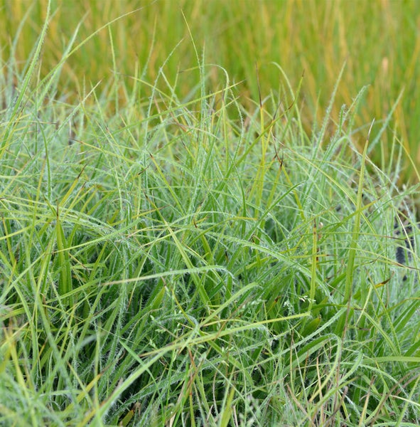 Detailaufnahme von Ziergras im Garten