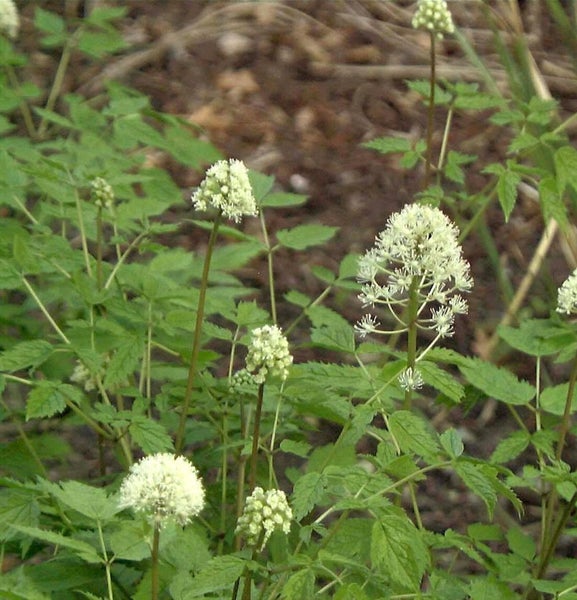 Nahaufnahme von Schaumkrautblüten mit grünen Blättern