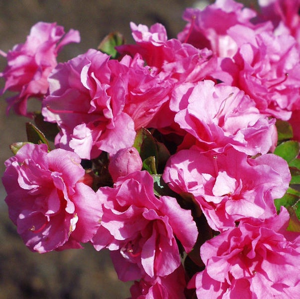 Nahaufnahme von rosa Azaleenblüten