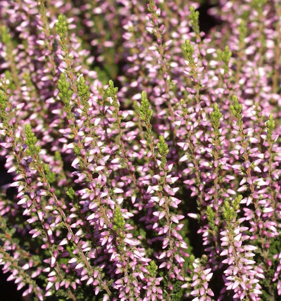 Nahaufnahme von Besenheide mit lila Blüten.